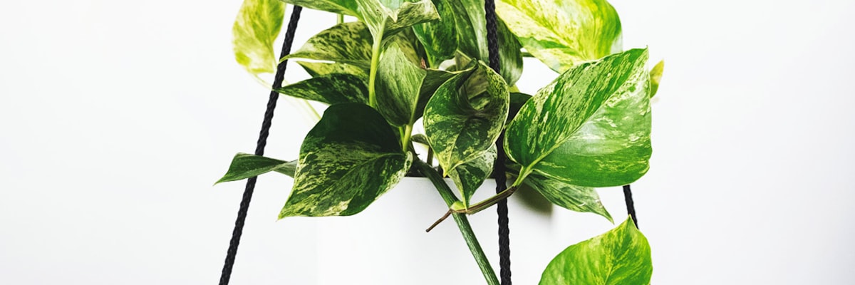 绿茵场上足球比赛全景，球员们正在组织进攻